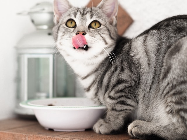 Voedingstips voor katten: Hoe je hun dieet optimaliseert