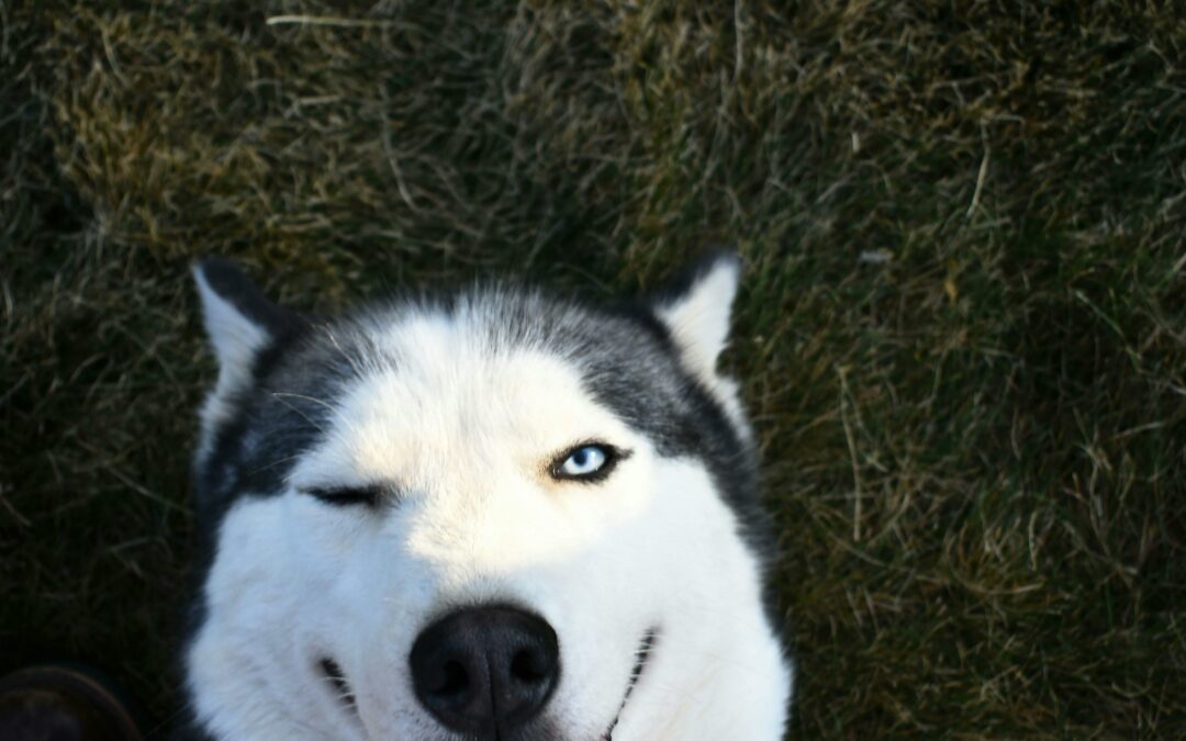 De beste huskies voor elk gezin